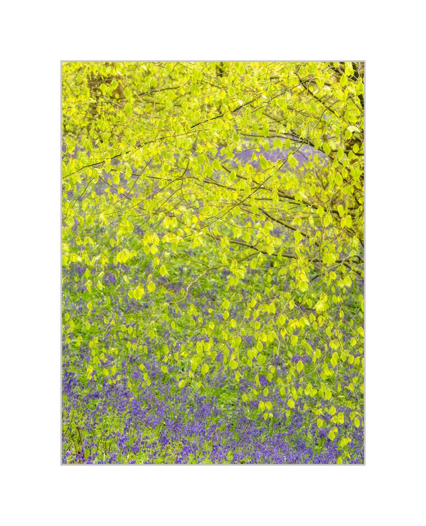 Bluebells and beech leaves